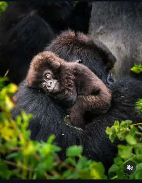 SALE. Tourism in Rwanda — photo 2